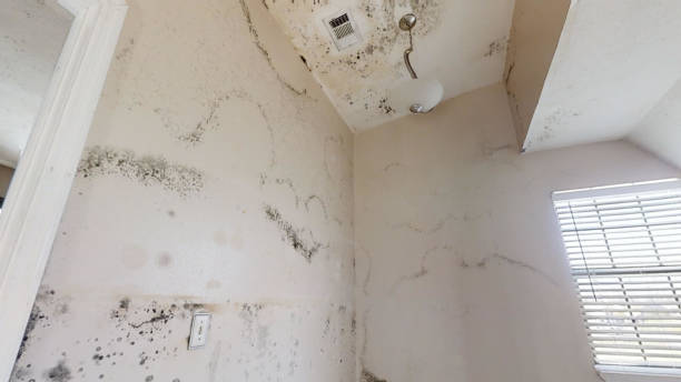Best Water Damage & Mold Remediation  in Riverside, CT