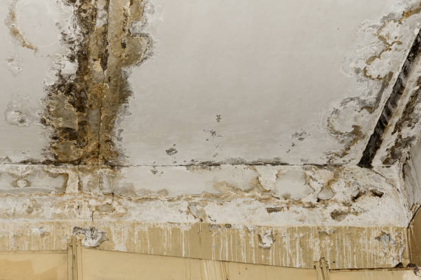 Best Mold-Related Health Consultation  in Riverside, CT
