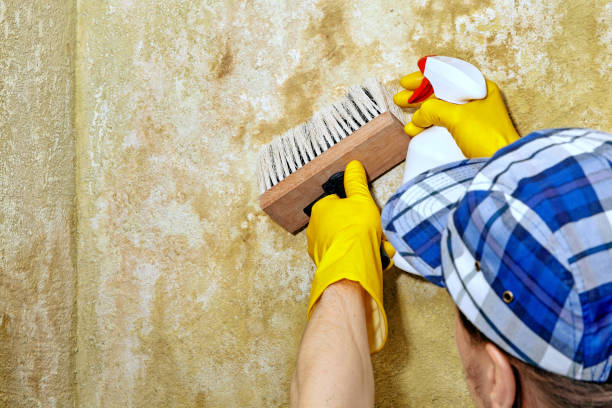 Best Mold Remediation for Healthcare Facilities  in Riverside, CT