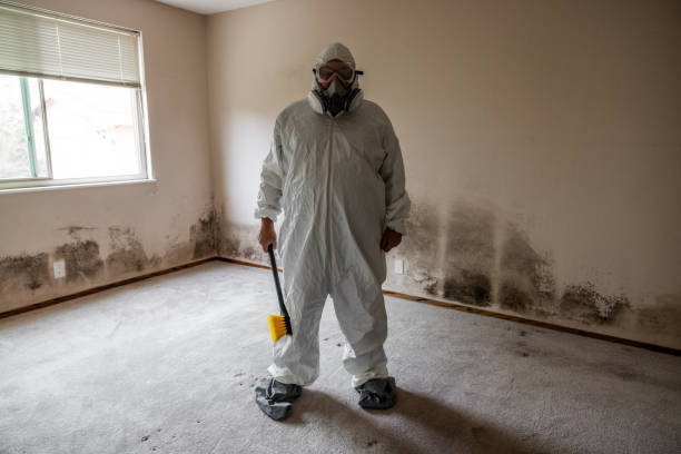 Best Black Mold Removal  in Riverside, CT