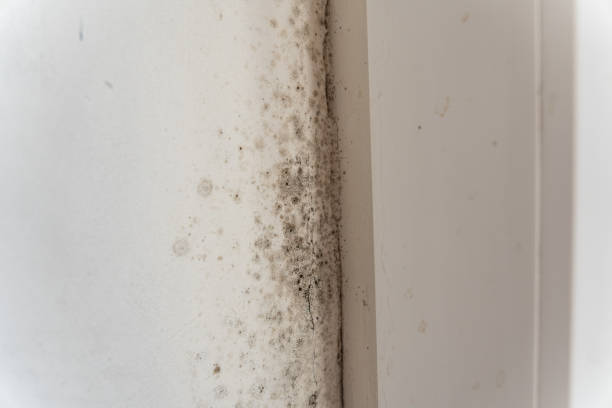 Best Commercial Mold Inspection  in Riverside, CT