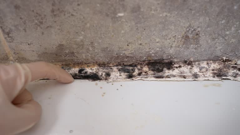 Best Airborne Mold Testing  in Riverside, CT